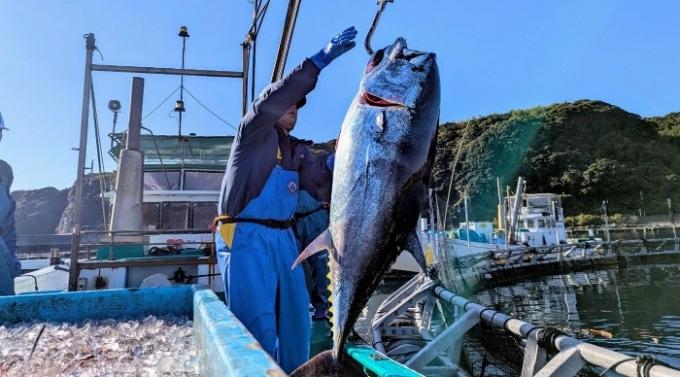 奄美大島で完全養殖した近大マグロを丸ごと1尾提供！