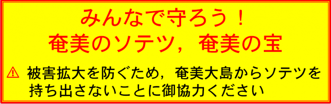 奄美のソテツが危ない！害虫が奄美大島に侵入しています3