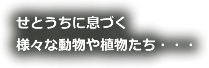 せとうちに息づく様々な動物や植物たち・・・