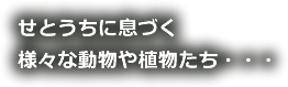 せとうちに息づく様々な動物や植物たち・・・