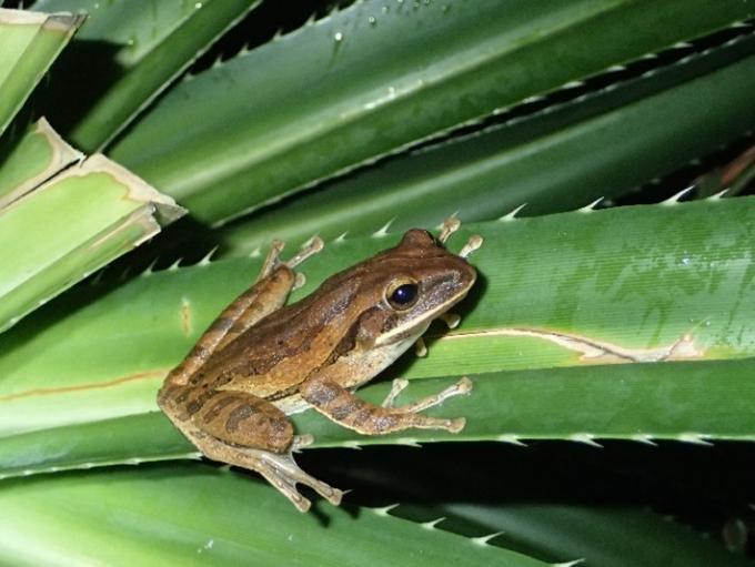 シロアゴガエル1