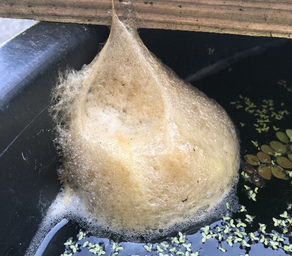 シロアゴガエル2