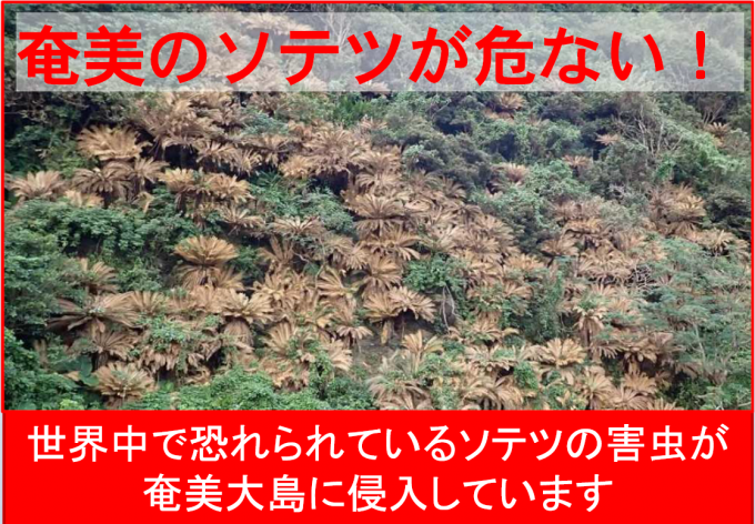 奄美のソテツが危ない！害虫が奄美大島に侵入しています1