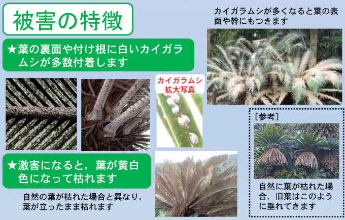 奄美のソテツが危ない！害虫が奄美大島に侵入しています2
