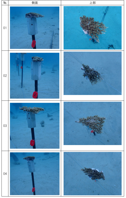 R7サンゴ養殖事業(施工後)