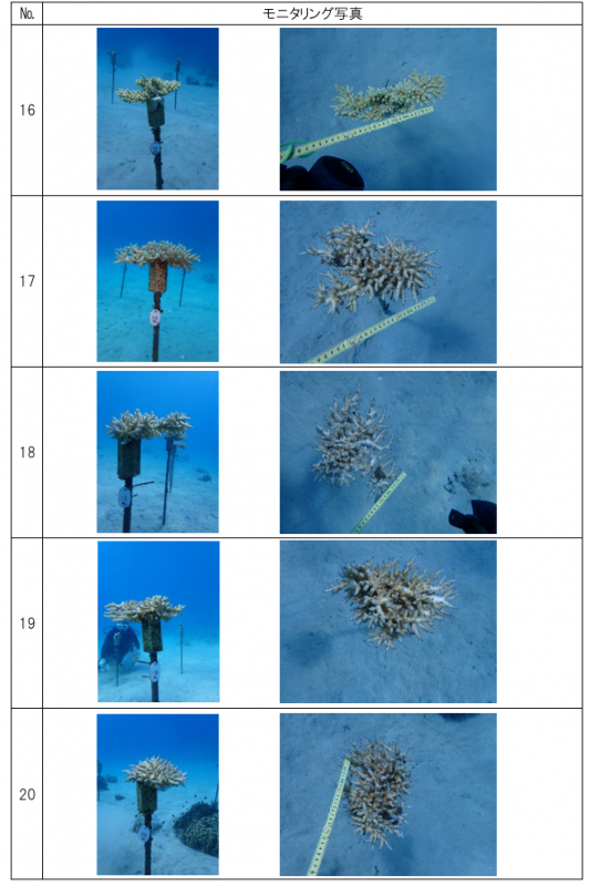 R7サンゴ養殖事業(R6養殖サンゴモニタリング)